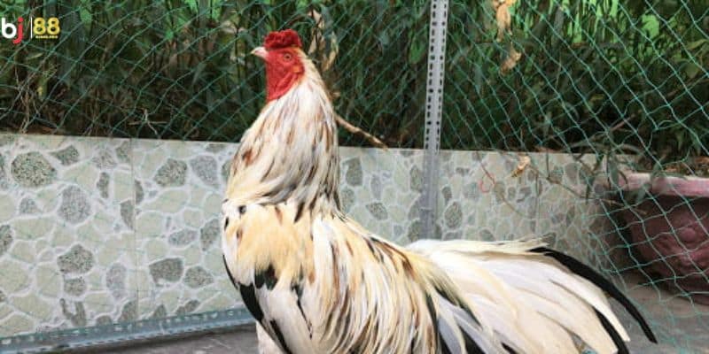 Các dòng chiến kê gà ngũ sắc có khả năng thi đấu tốt nhất hiện nay