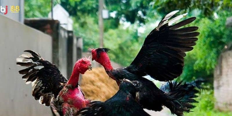 Điểm đặc biệt về ngoại hình của giống gà chọi ngũ sắc