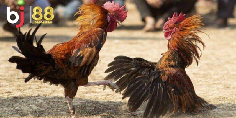 Xem Tướng Gà Chọi Bí Quyết Chọn Gà Chiến Thắng Cuộc Chơi 3 Bí quyết chọn gà chọi thắng trận