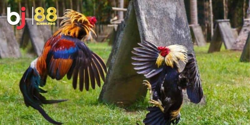 Xem Tướng Gà Chọi Bí Quyết Chọn Gà Chiến Thắng Cuộc Chơi 2 Các yếu tố cơ bản để xem tướng gà chọi