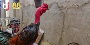 Xem tướng gà chọi