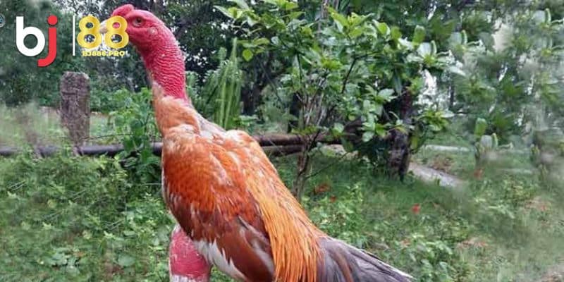 Xem Tướng Gà Chọi Bí Quyết Chọn Gà Chiến Thắng Cuộc Chơi 1 Giới thiệu về xem tướng gà chọi